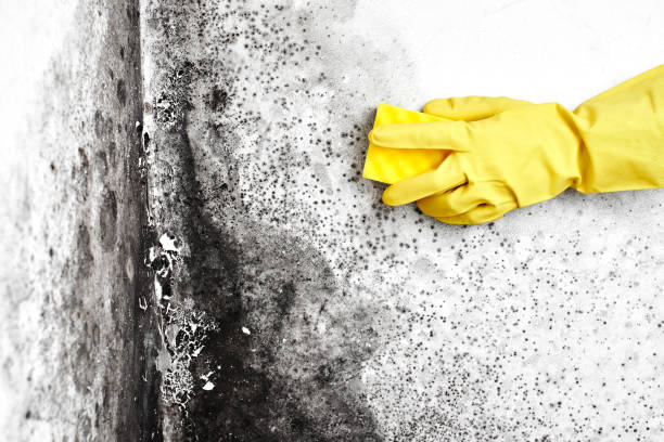 Best Professional Mold Removal  in Mantua, VA