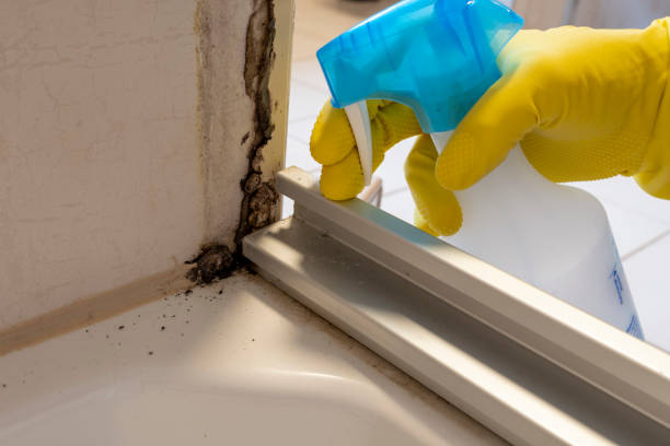 Home Mold Removal in Mantua, VA