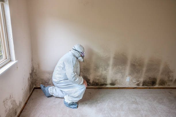 Mold Removal Process in Mantua, VA