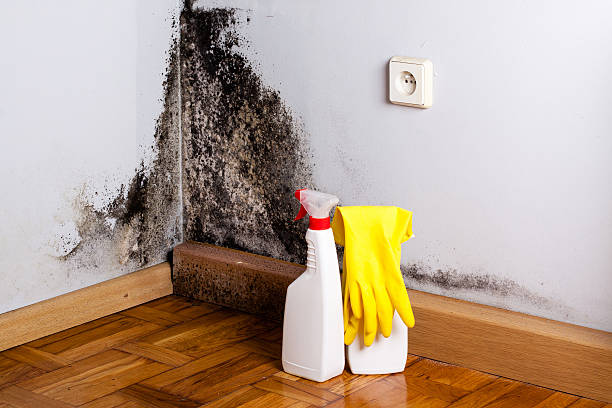 Best Emergency Mold Removal  in Mantua, VA