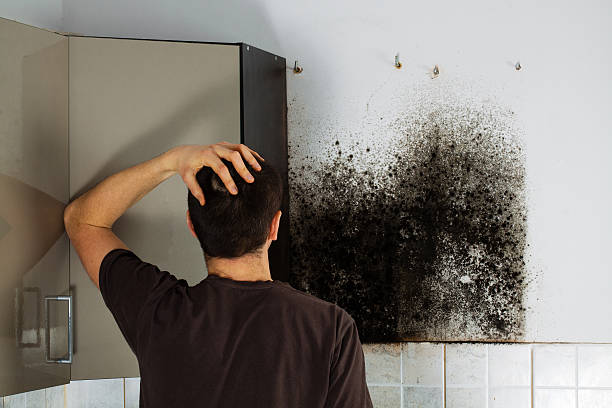 Best Black Mold Removal  in Mantua, VA