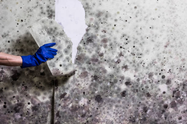 Best Mold Damage Repair  in Mantua, VA