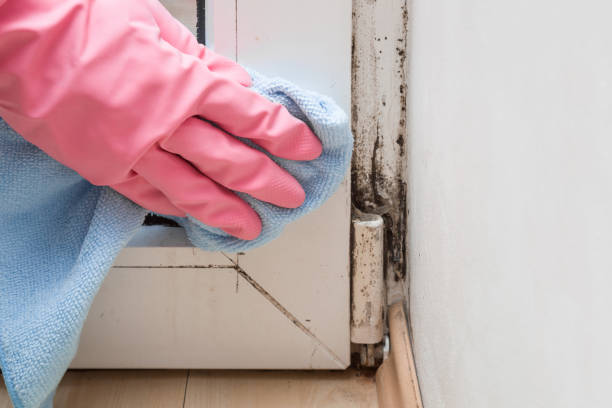 Crawl Space Mold Removal in Mantua, VA
