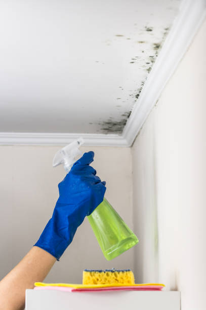 Best Mold Cleaning Services  in Mantua, VA